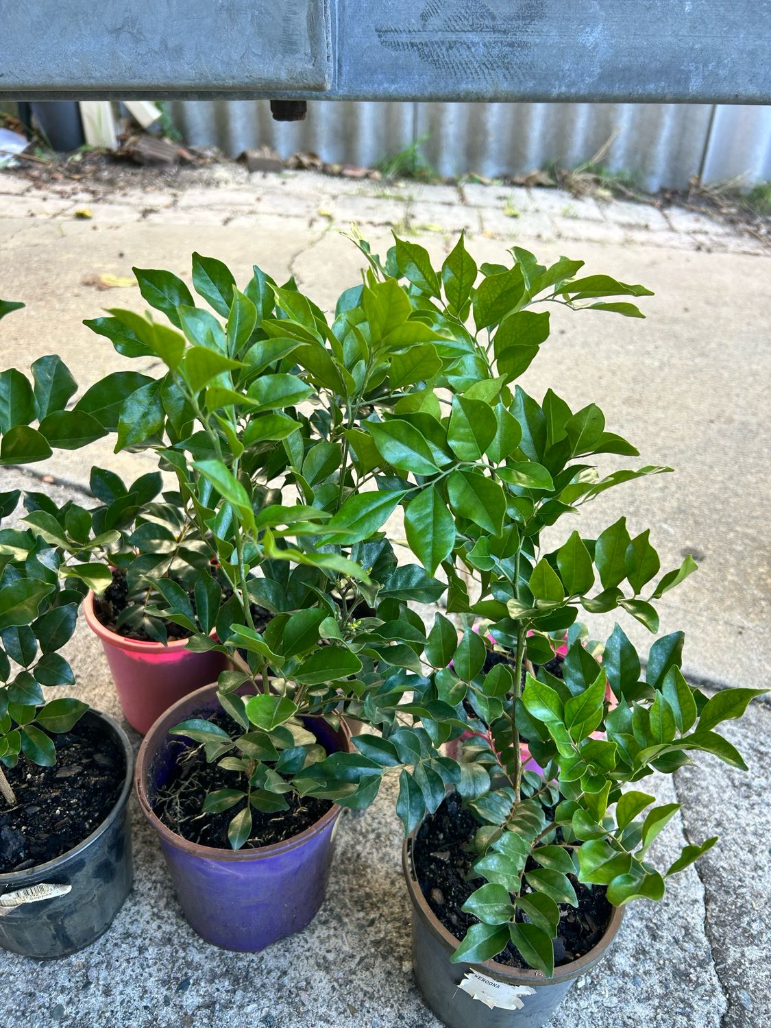 Murraya Paniculata Or Orange Jesmine 1.5 L Pot