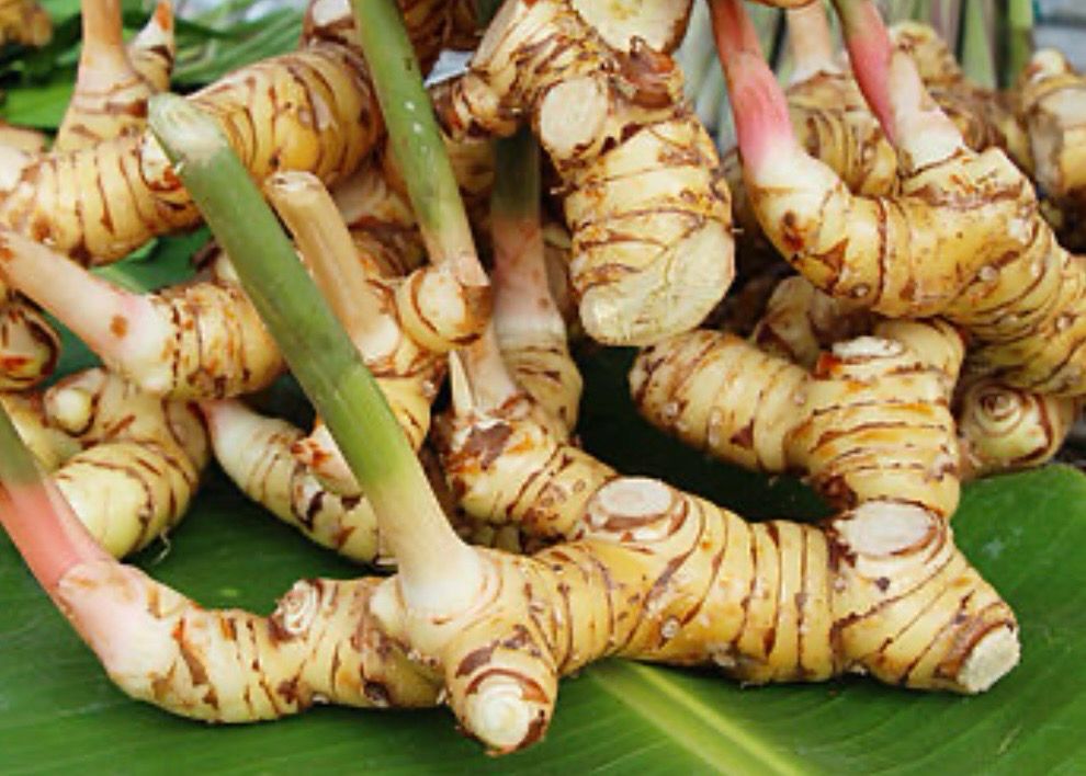 Galangal Or Thai Ginger 1.5 L Pot