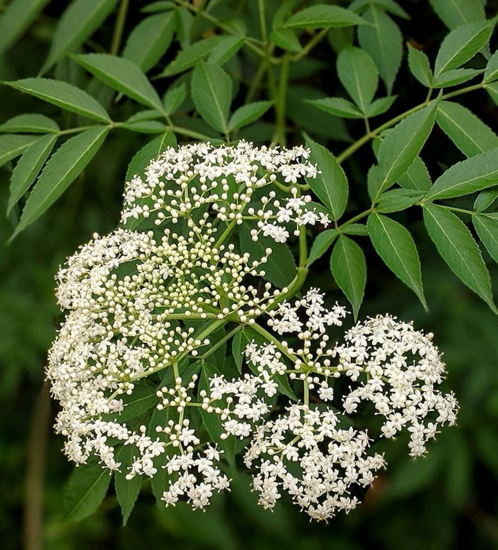 Elderflower Tree 1.5 L Pot