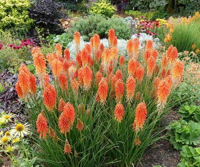 Knophofia Poco Sunset Or Red Hot Poker 1.5 L Pot
