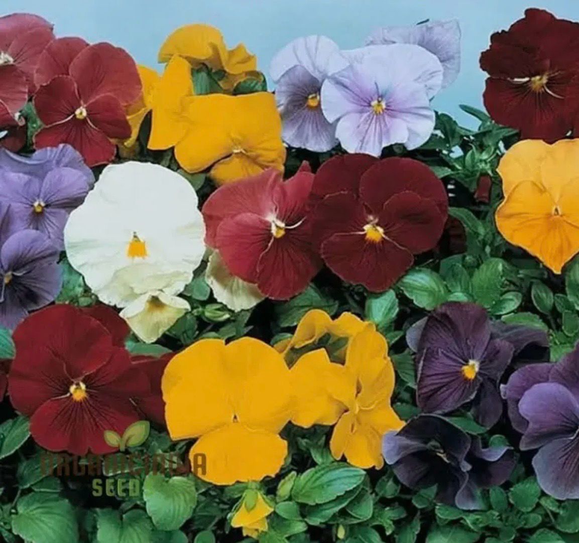 Matrix Clear Mix Pansy