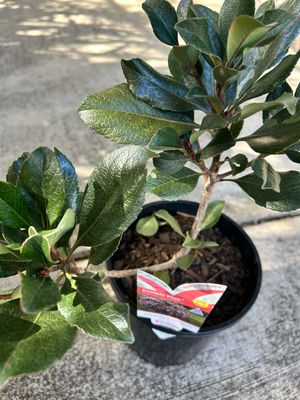 Rhaphiolepsis Cosmic Pink Or Indian Hawthorn 4 L Pot