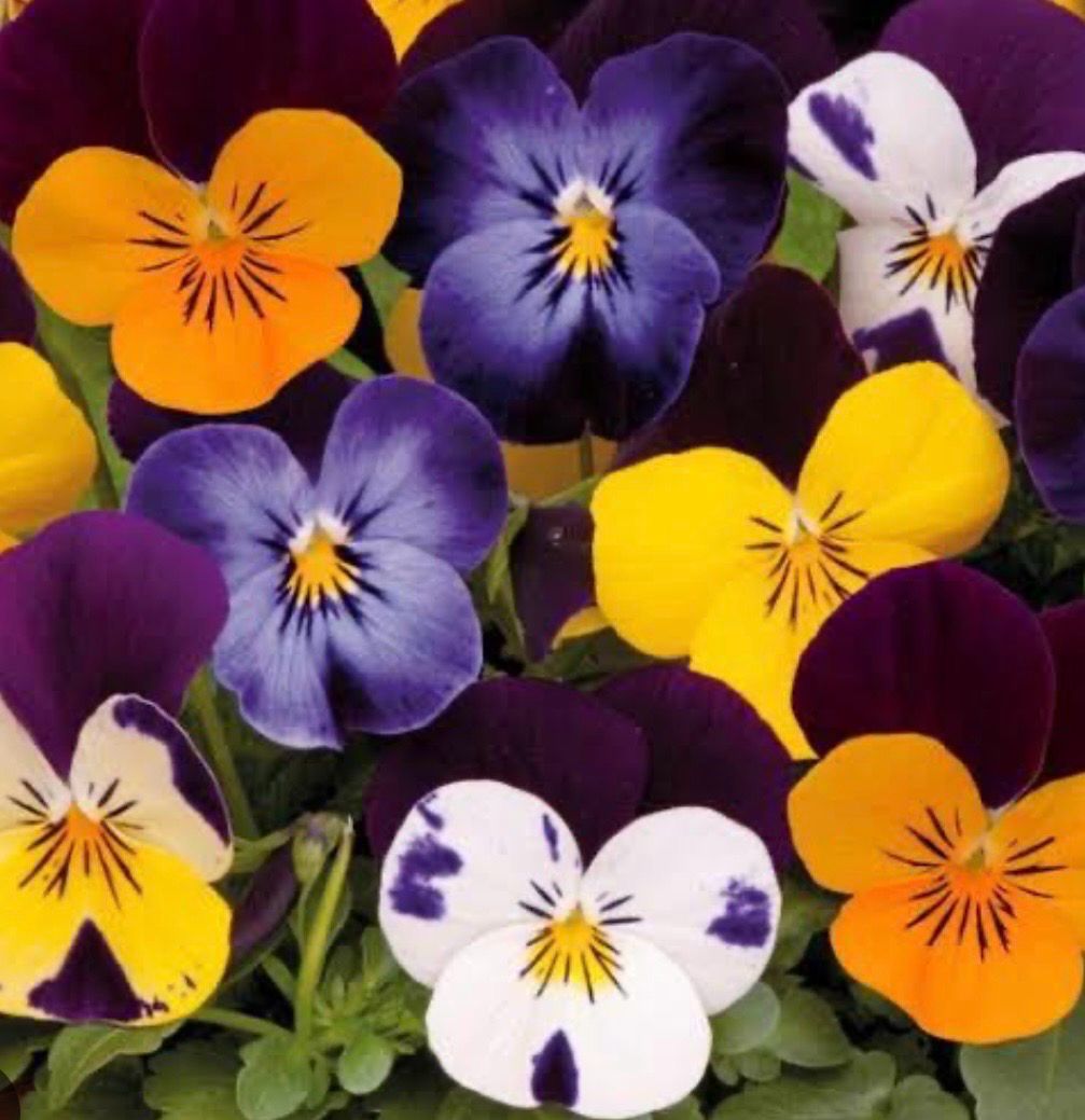 Viola Sorbet Jump Up Mix