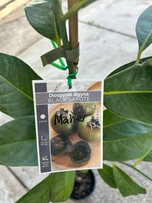 Black Pudding Fruit Tree And Chocolate Sapote Fruit Tree 4 L Pot