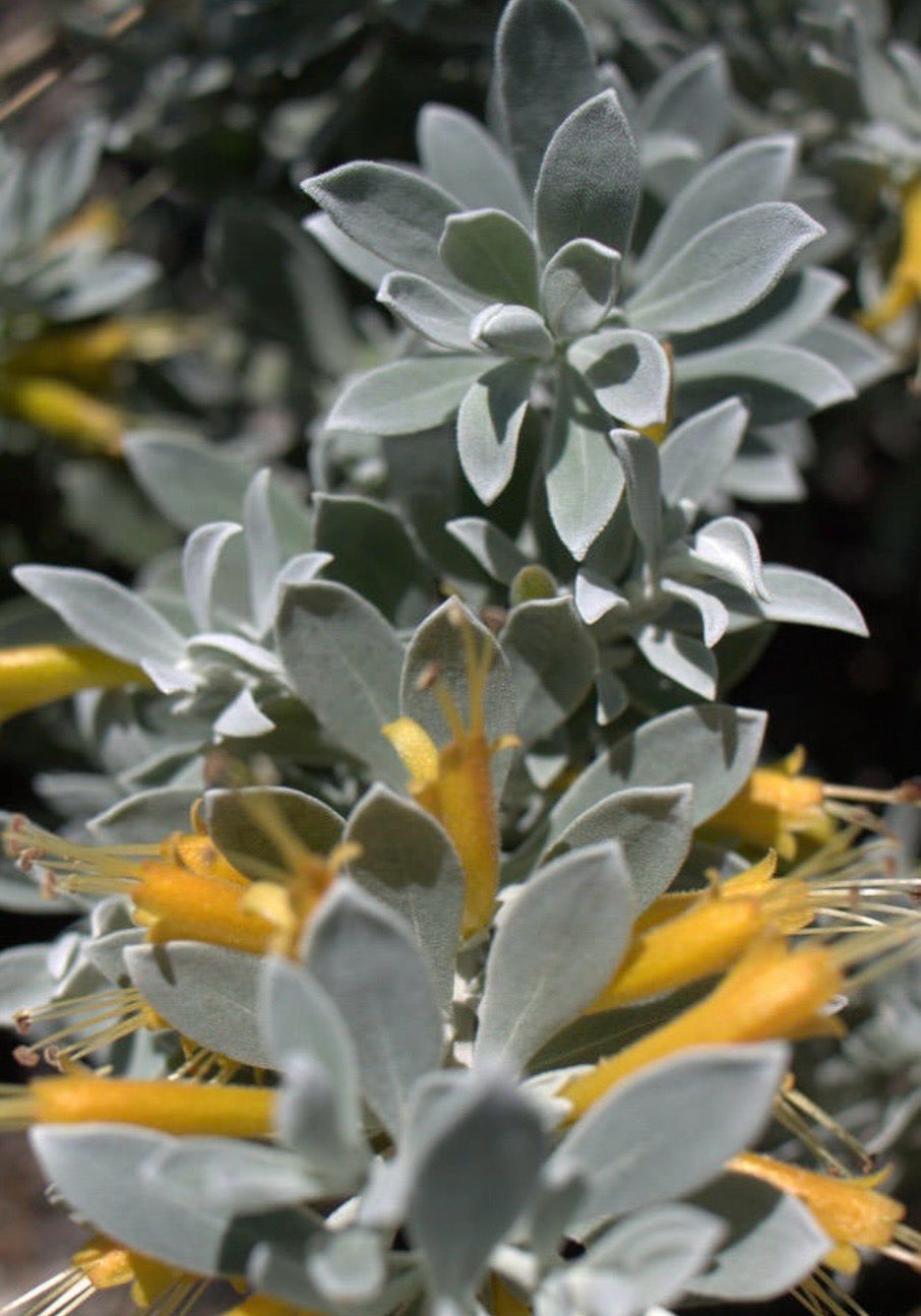 Eremophila Kalbarri Carpet 1.5 L Pot