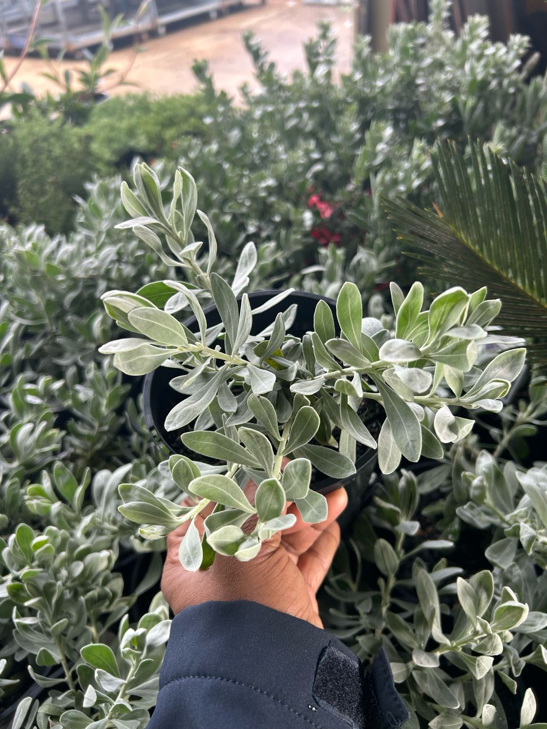 Eremophila Kalbarri Carpet 1.5 L Pot