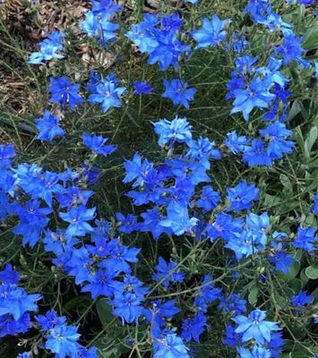 Lechenaultia Biloba Blue 1.5 L Pot