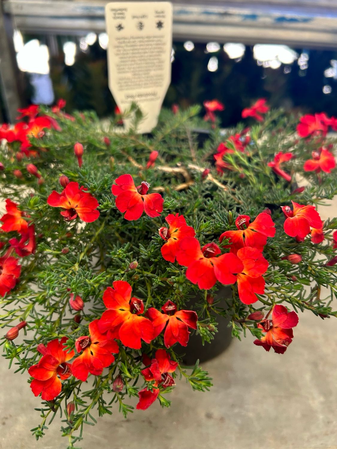 Lechenaultia Prostrate Red 1.5 L