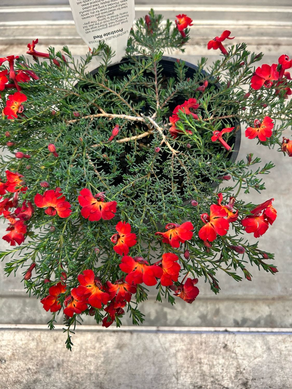 Lechenaultia Prostrate Red 1.5 L