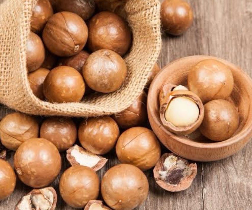 Macadamia Nut Or Queensland Nut 5 L Pot