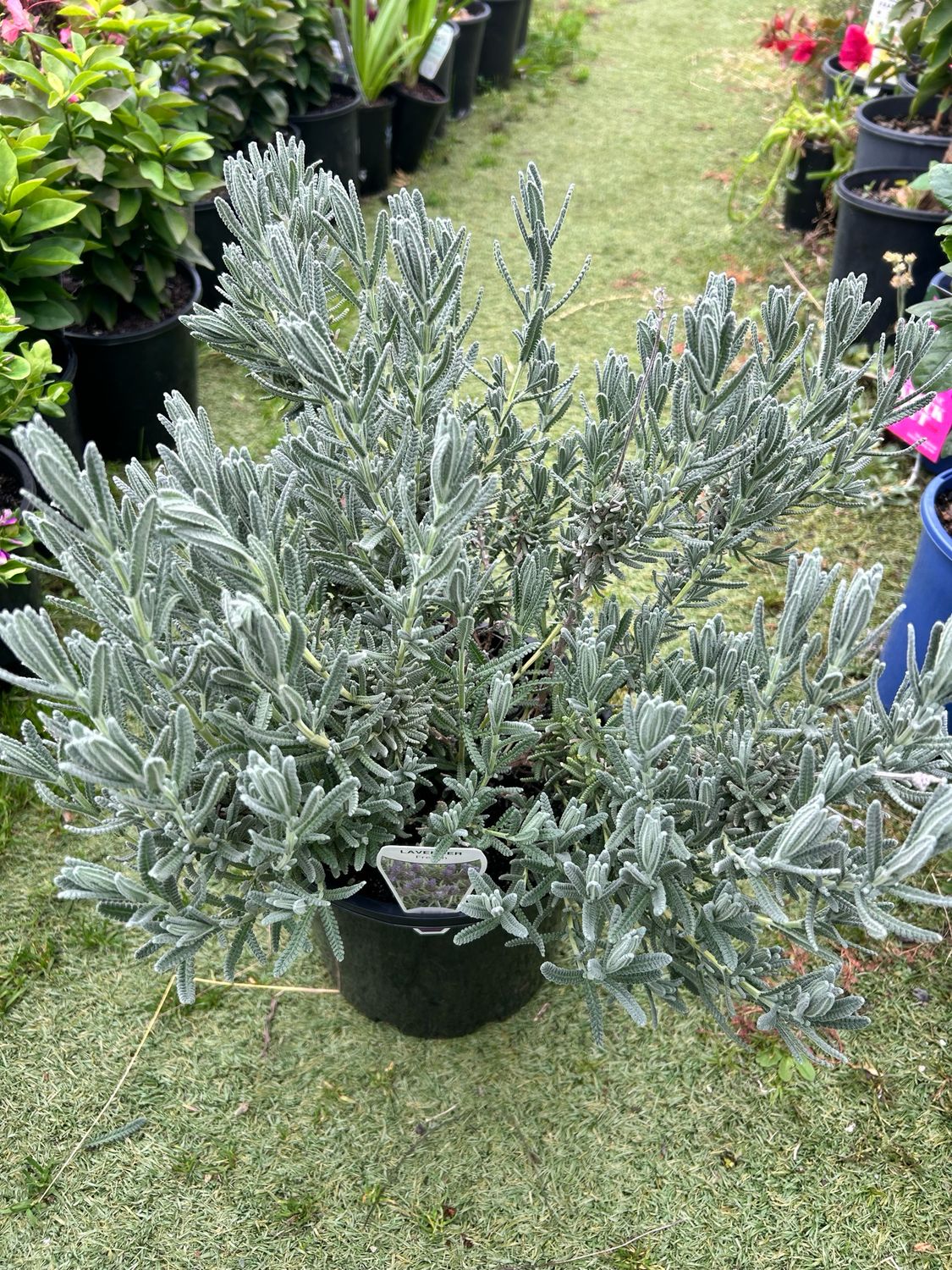 French Lavender 5 L Pot