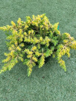 Juniper All Gold Ground Cover 5 L Pot