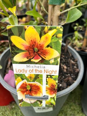Michelia Lady Of The Night 5 L Pot
