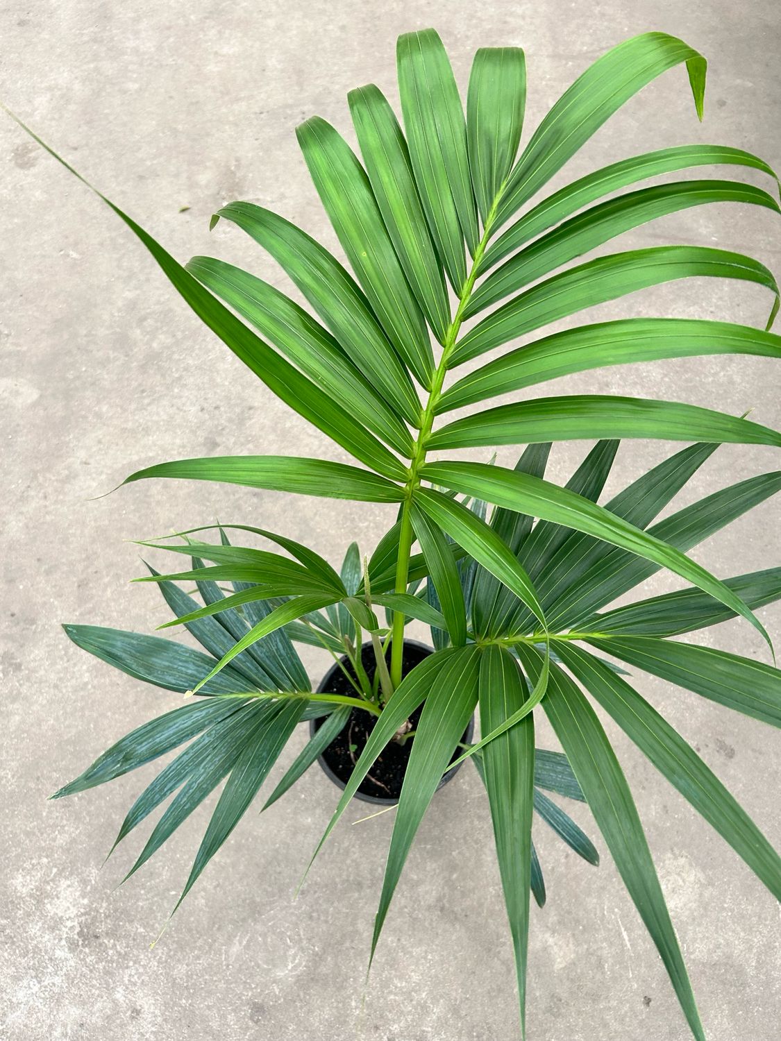 Kentia Palm 4 L Pot