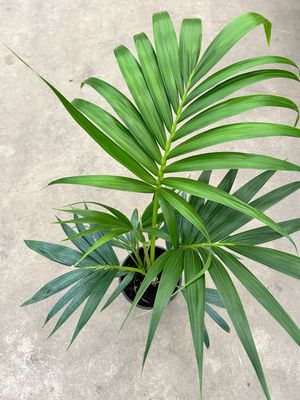 Kentia Palm 4 L Pot