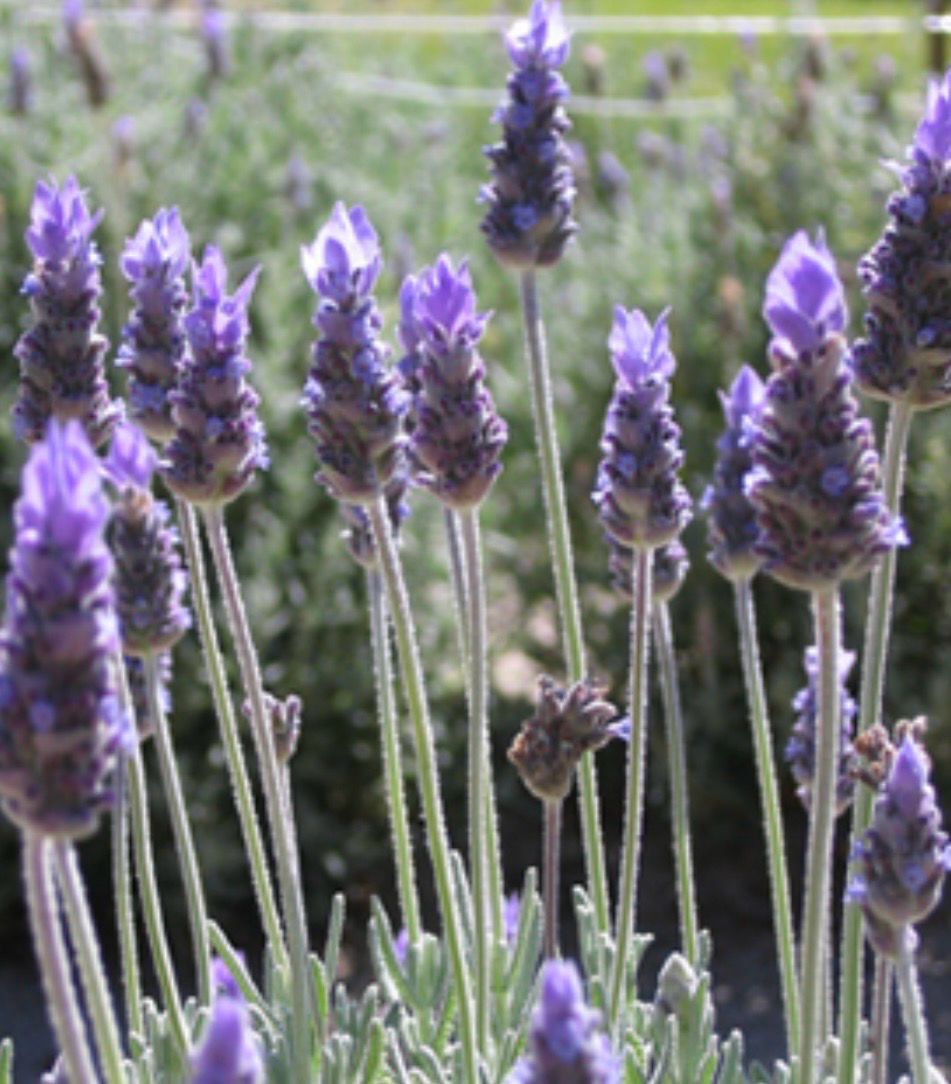 French Lavender 5 L Pot