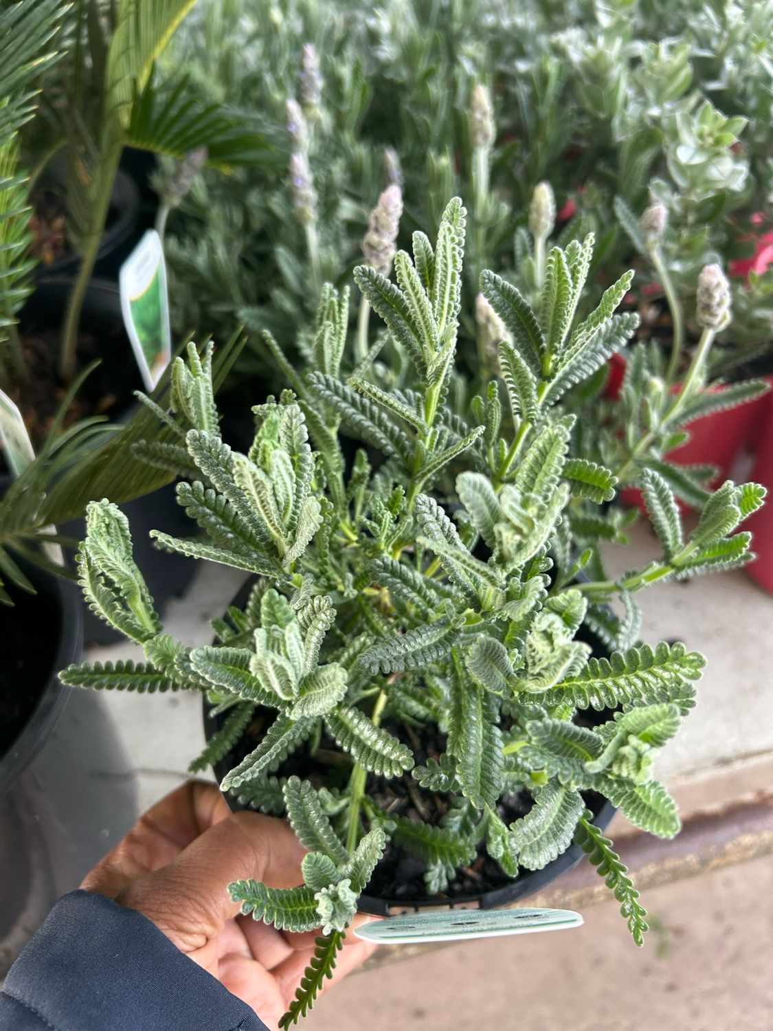 French Lavender 1.5 L Pot
