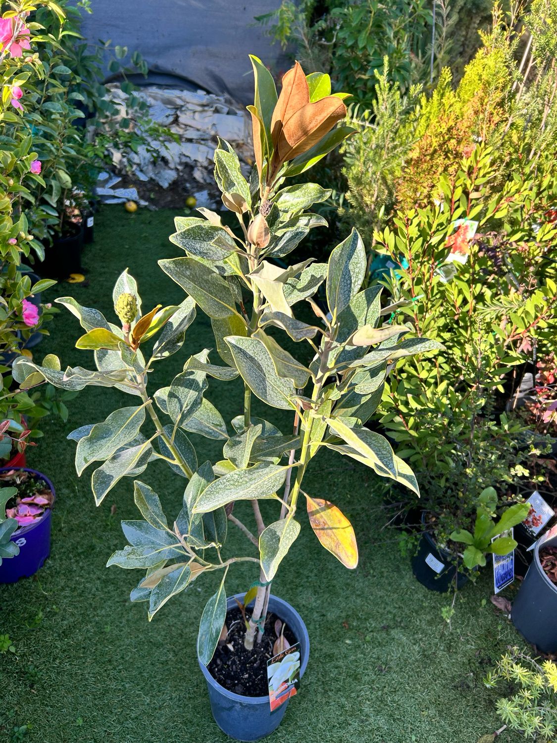 Magnolia Little Gem 5 L Pot