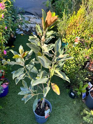Magnolia Little Gem 5 L Pot
