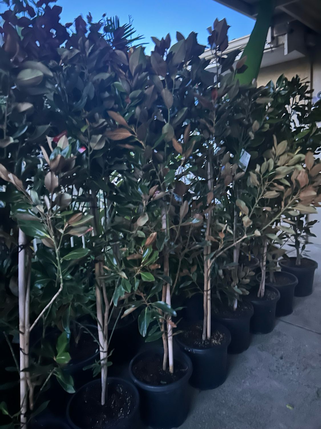 Magnolia Little Gem 20 L Pot