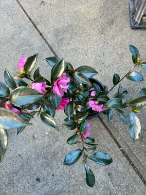 Camellia Chansonette 5 L Pot
