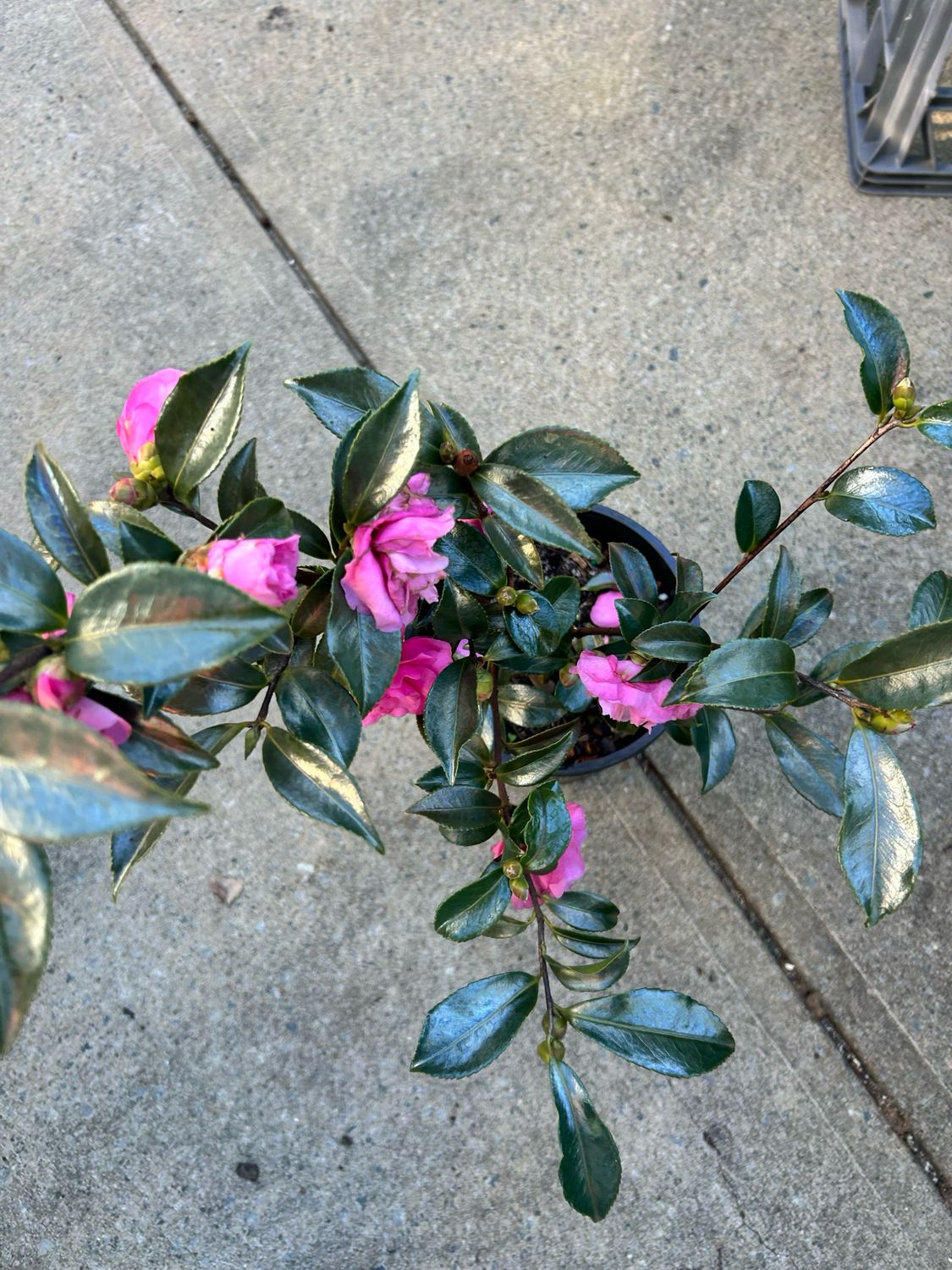 Camellia Chansonette 5 L Pot