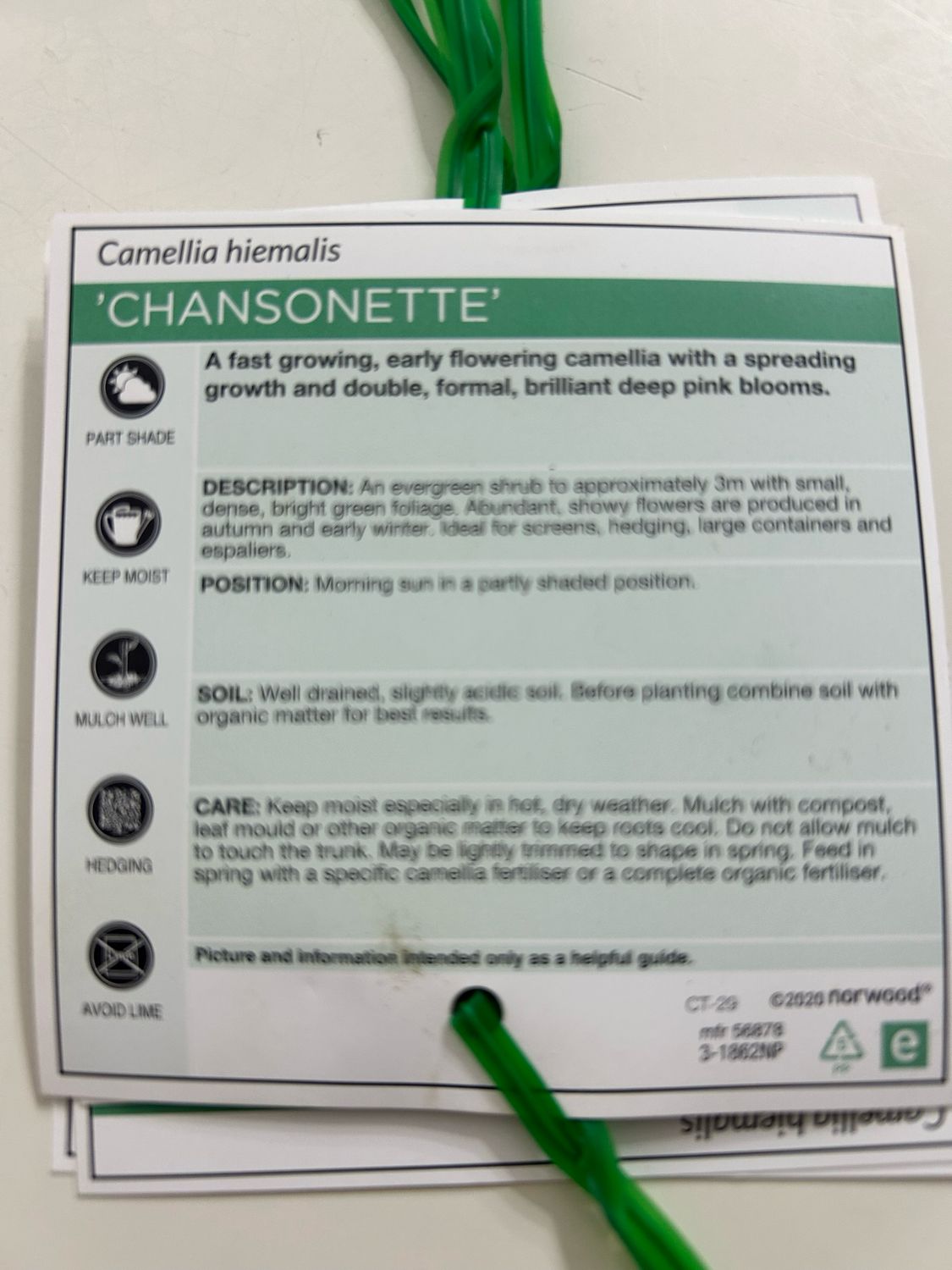 Camellia Chansonette 5 L Pot