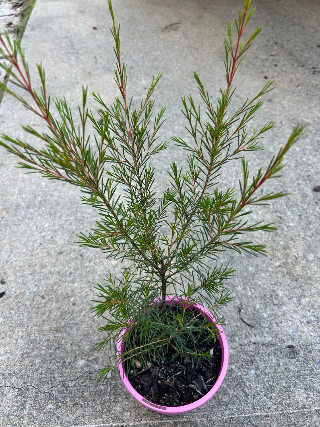 Chamelaucium Mini Pink Pencil 1.5 Litre