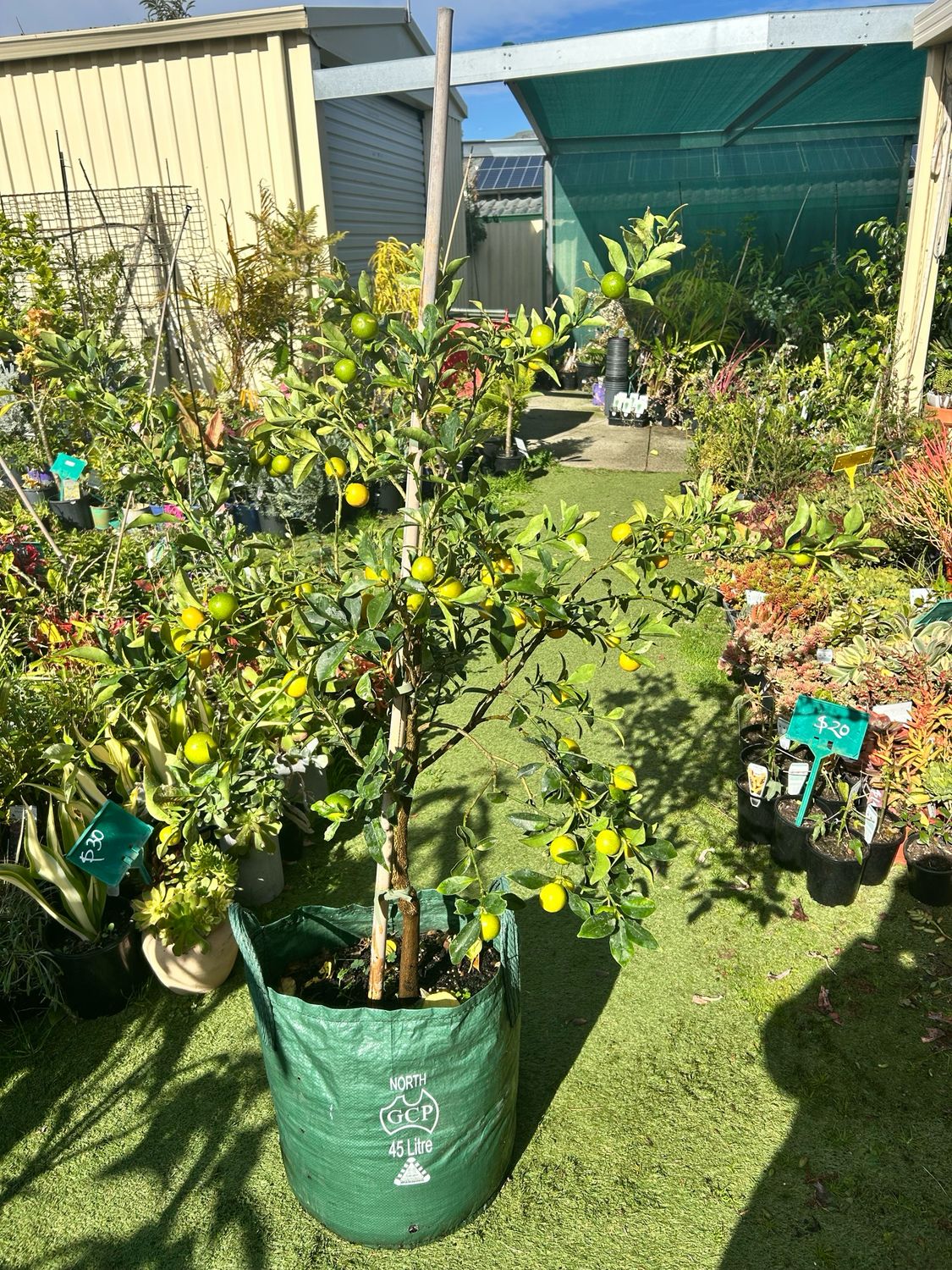 Cumquat Calamondin 45 L Pot Size