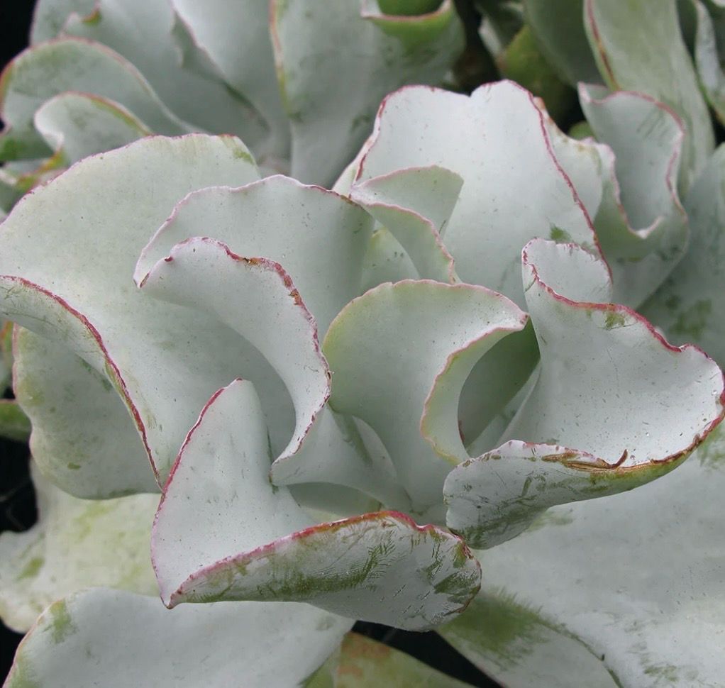 Cotyledon Silver Wave 4 L Pot