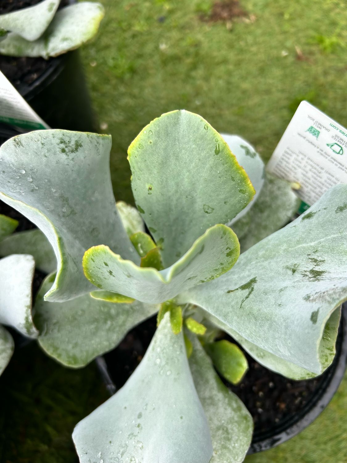 Cotyledon Silver Wave 4 L Pot