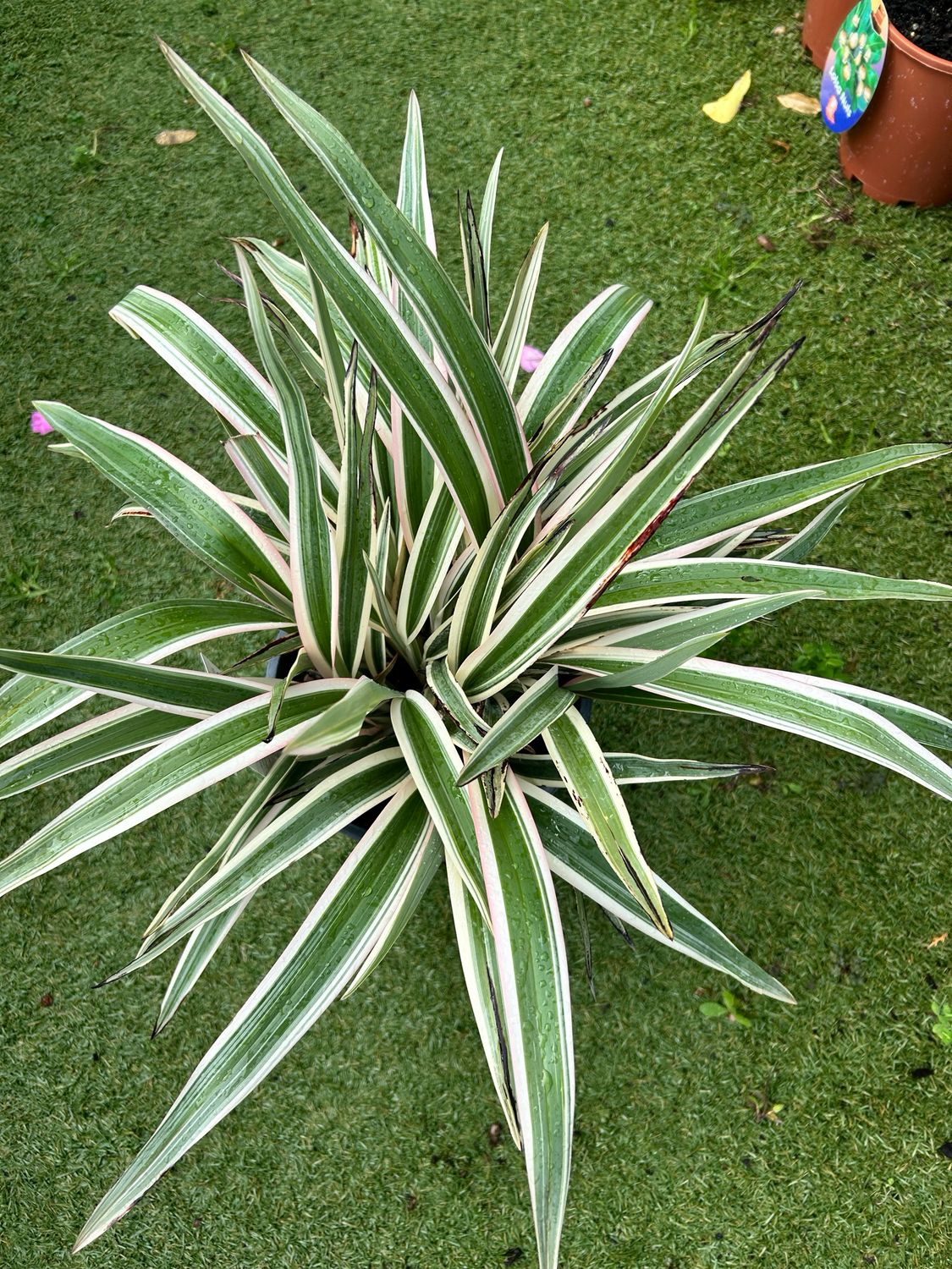 Dianella Hybrid Variegated 5 L Pot