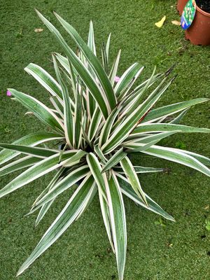 Dianella Hybrid Variegated 5 L Pot