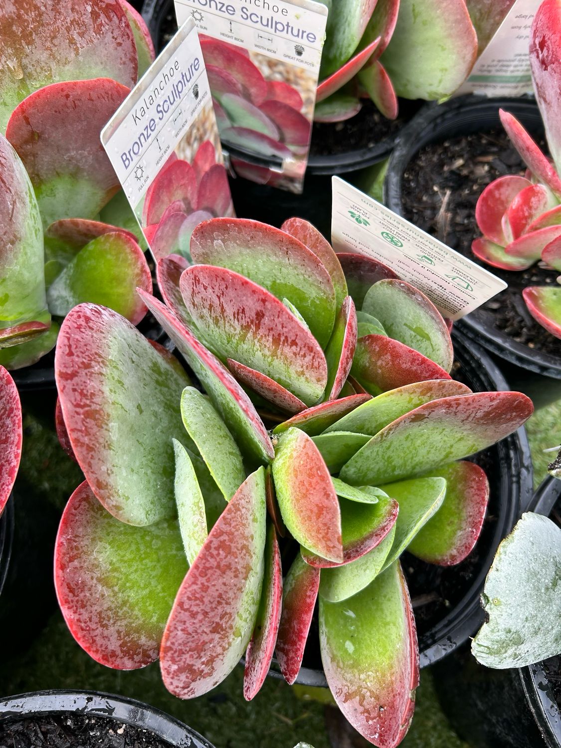 Kalanchoe Bronze Sculpture Or Flapjack Succulent 4 L Pot