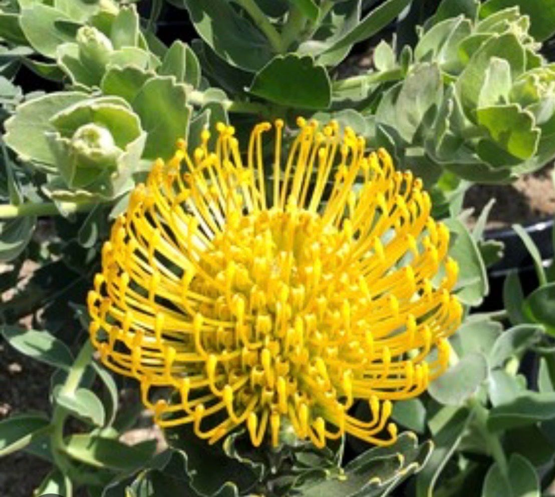 Leucospermum Gold Burst 1.5 L Pot