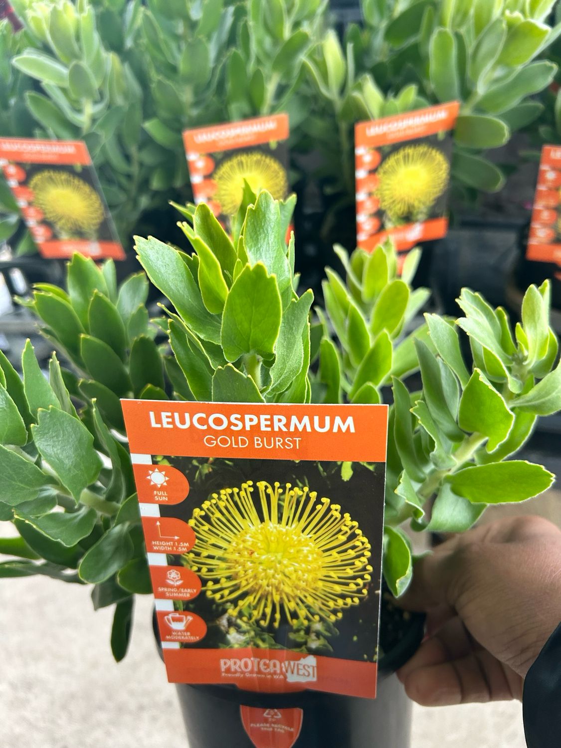 Leucospermum Gold Burst 1.5 L Pot