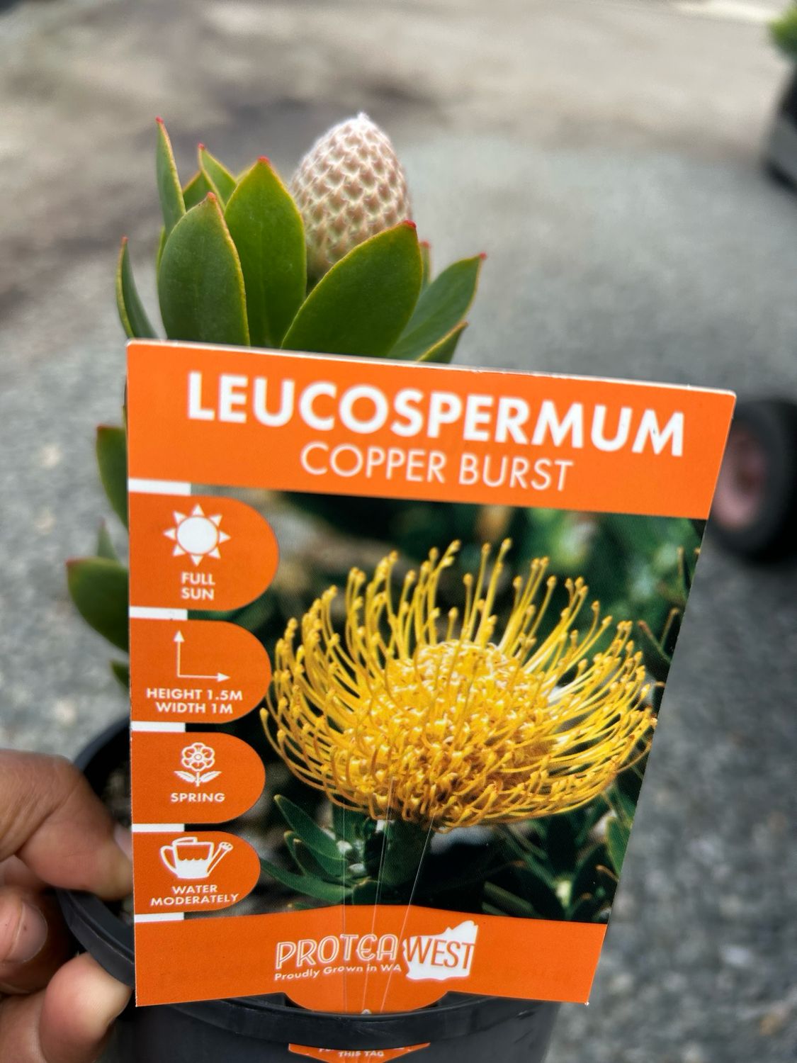 Leucospermum Copper Burst 1.5 L Pot