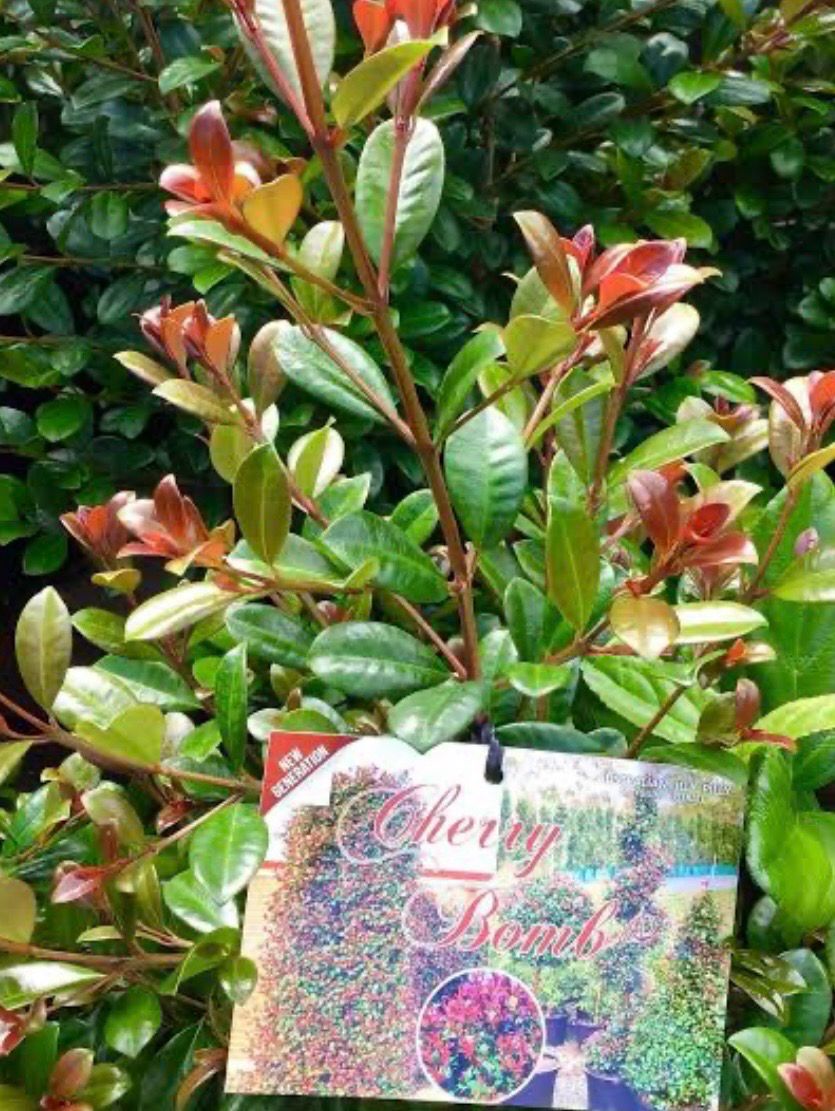 Syzygium Cherry Bomb 4 L Pot