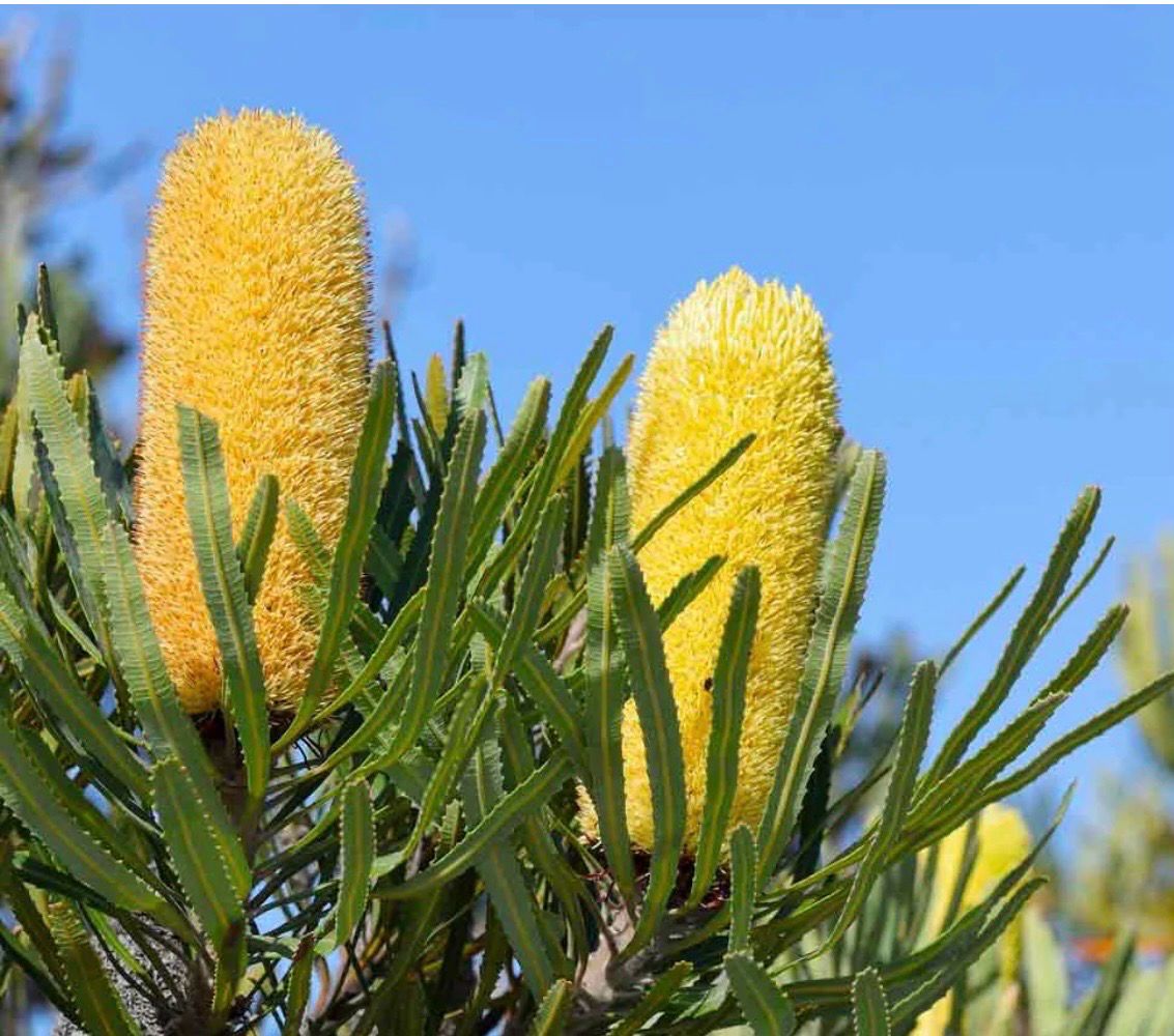 Banksia Attenuata Dwarf Or Candle Stick Banksia 4 L Pot