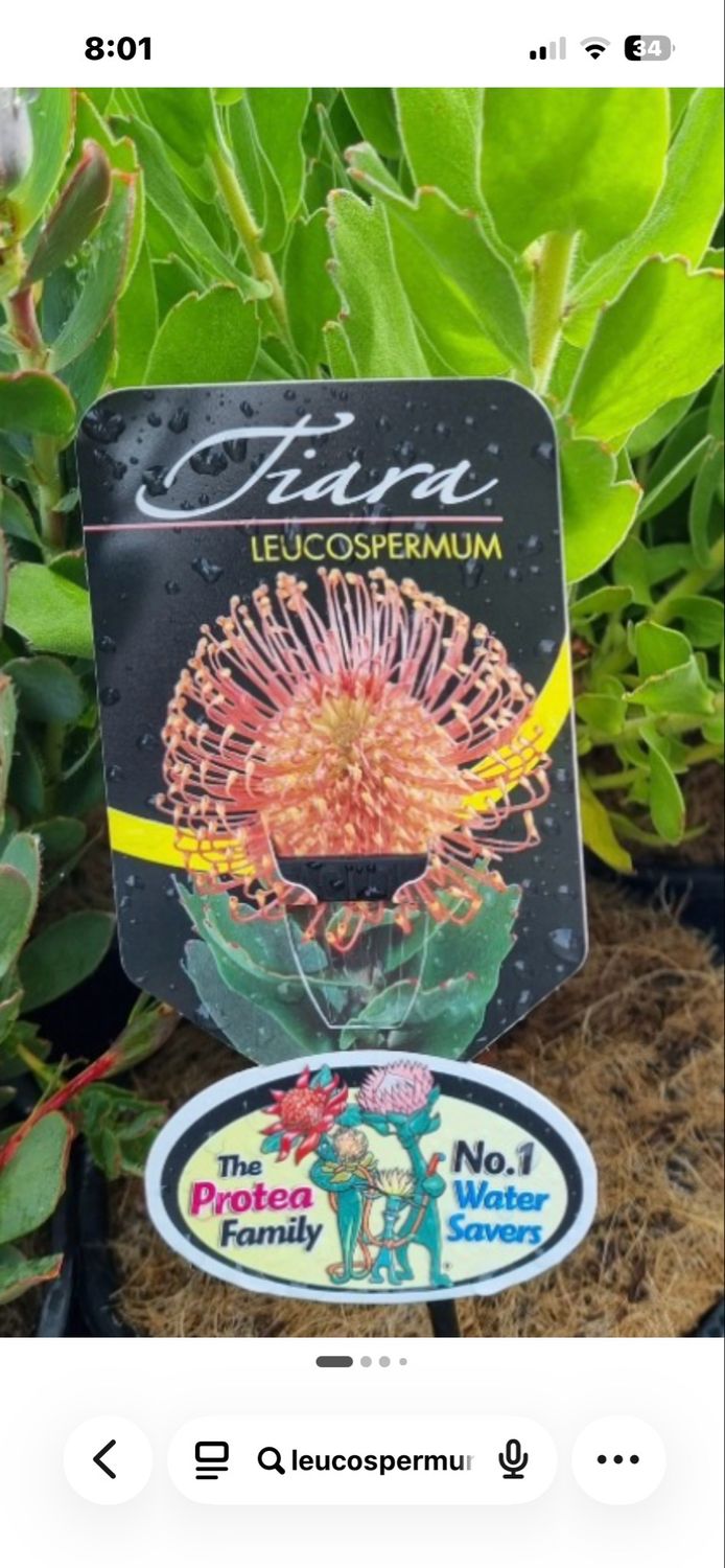 Leucospermum Tiara 1.5 L Pot