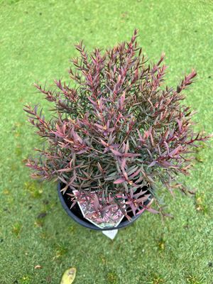 Melaleuca Little Red 4 L Pot