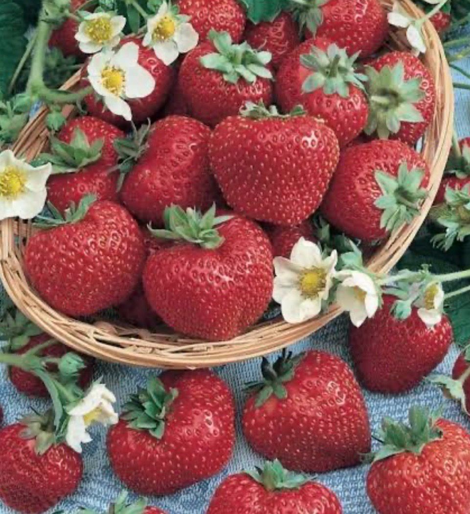 Strawberry Fresca 1.5 L Pot