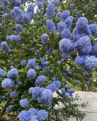 California Lilac Or Ceanothus Pacific Blue 1.5 M