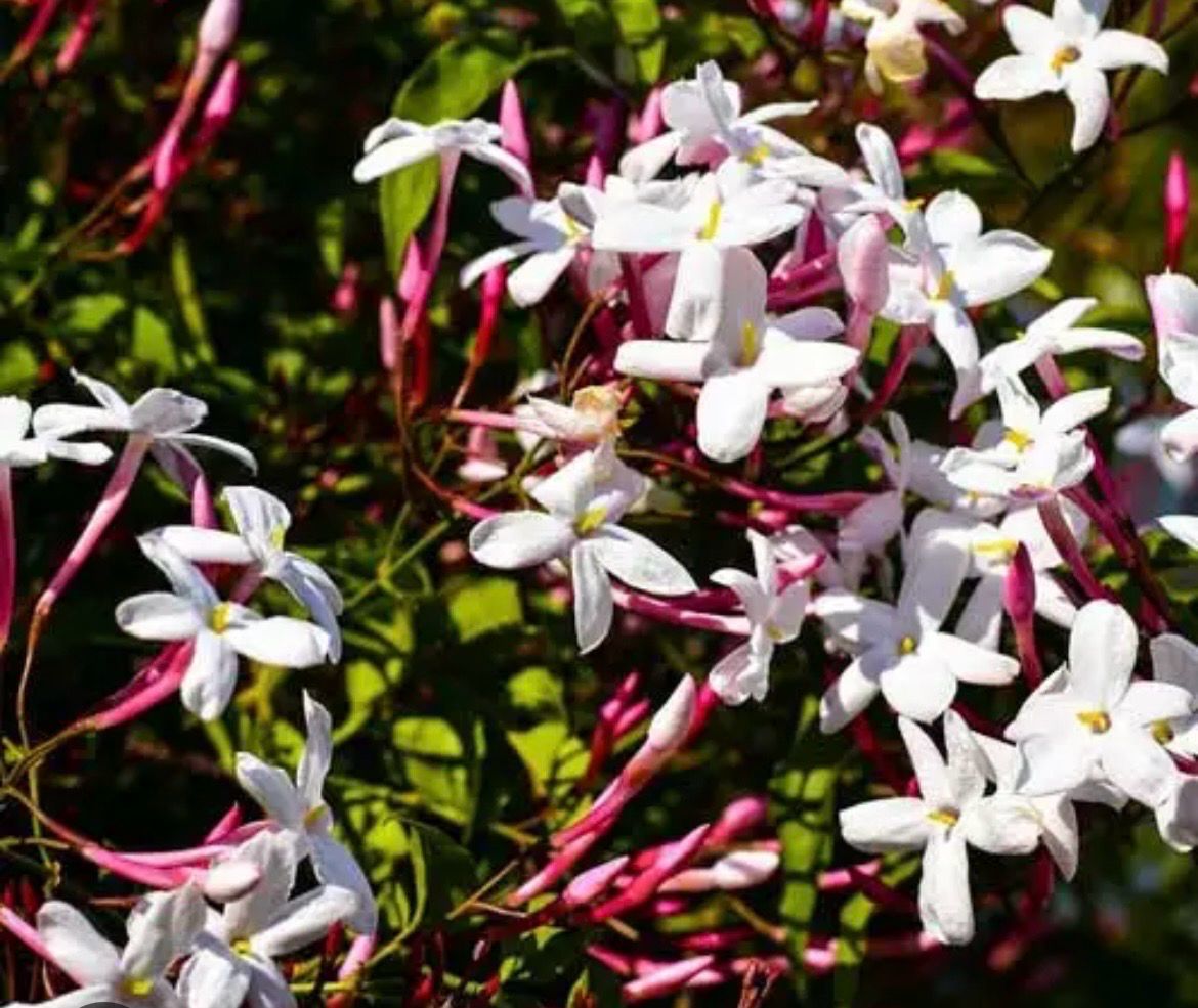 Pink Jesmine Or Jesminum Polyanthum