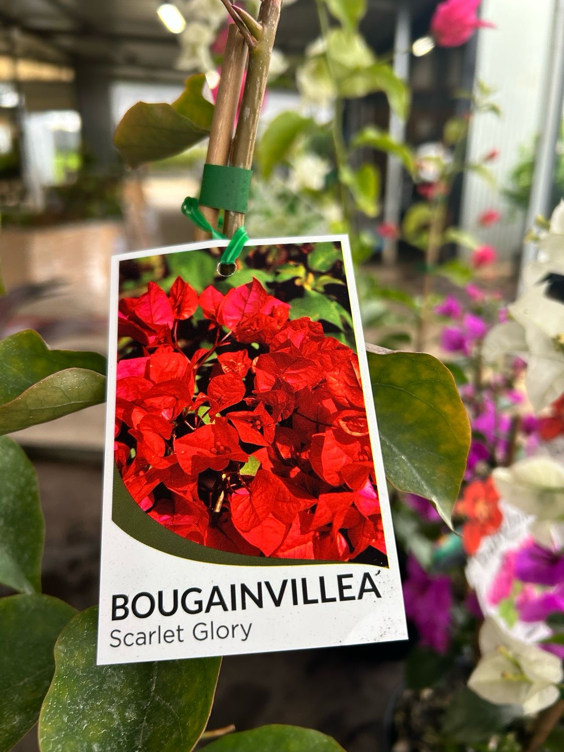Bougainvillea Scarlet Glory 4 L Pot
