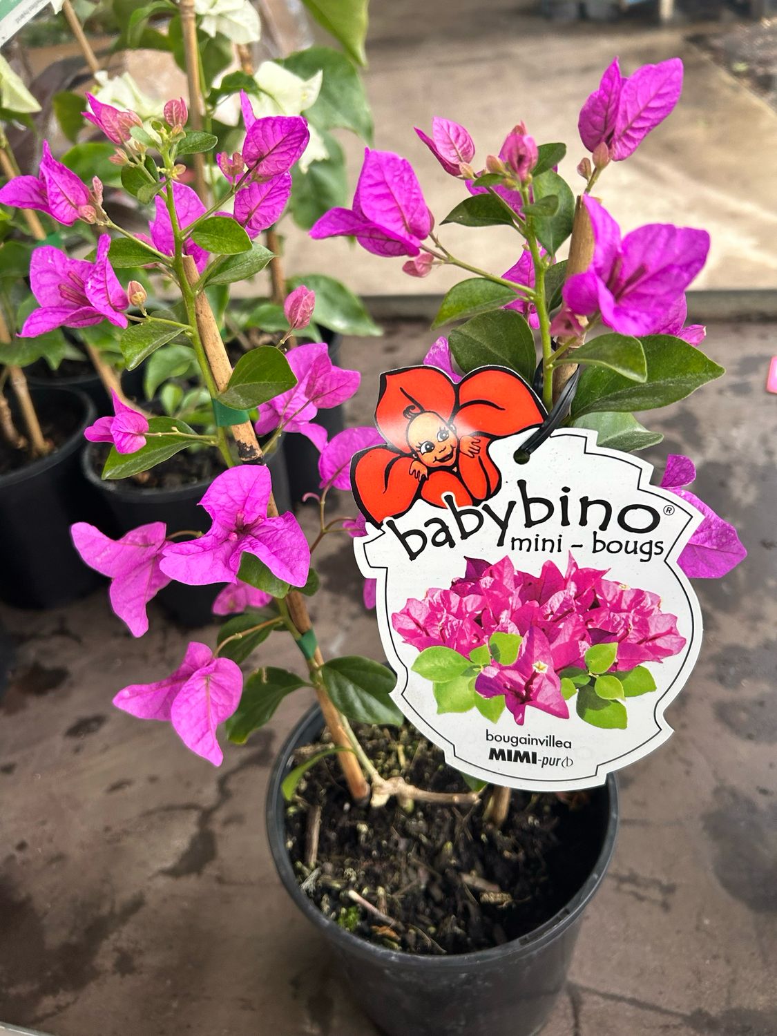 Bougainvillea ‘Babybino’ (Mini Bougs) 4 L Pot