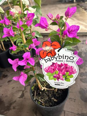Bougainvillea ‘Babybino’ (Mini Bougs) 4 L Pot