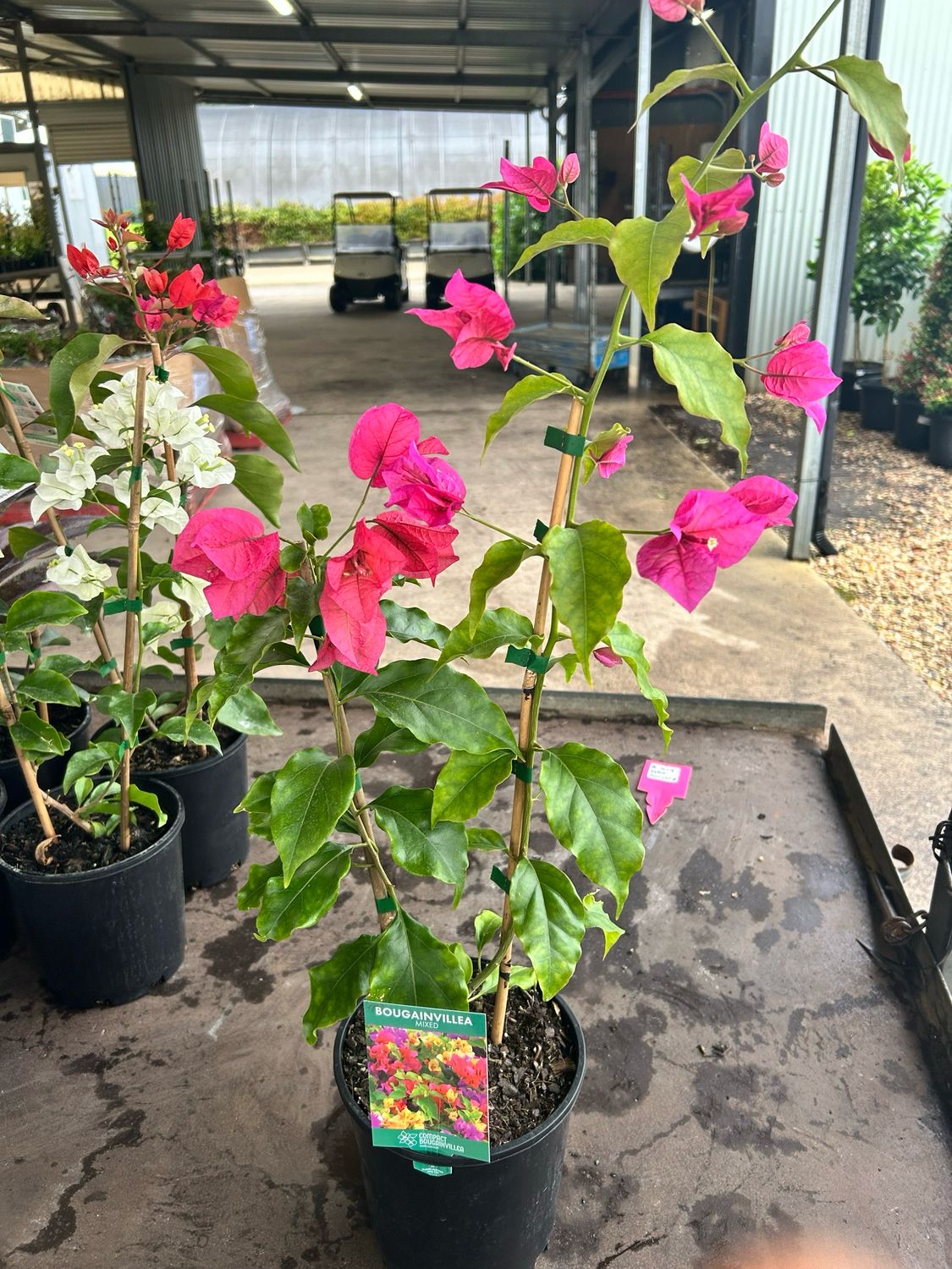 Bougainvillea Mix 4 L Pot