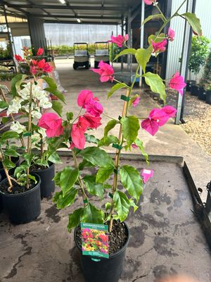 Bougainvillea Mix 4 L Pot