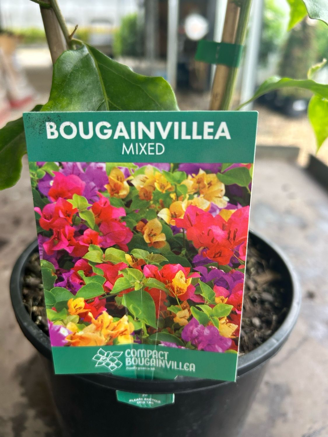 Bougainvillea Mix 5 L Pot